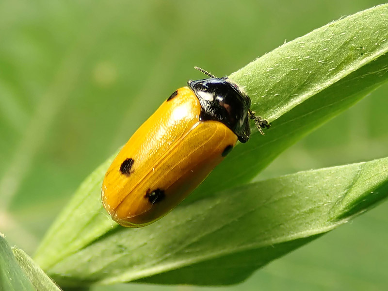 Chrysomelidae: Clytra quadripunctata